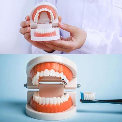 Billiges Standard-Zahnmodell Lehrmodell Plastikzahnmodell für Zahnarzt Zahnmedizinstudenten Studium Ausbildung Display