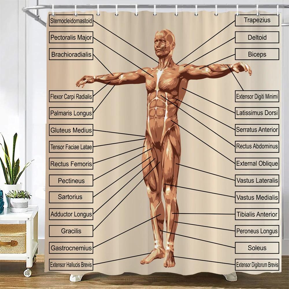 

Medicine Human Body Structure Chart Pattern Bath Shower Curtain Waterproof Decoration Shower Curtains With Hooks Bathroom Screen W90xH180cm