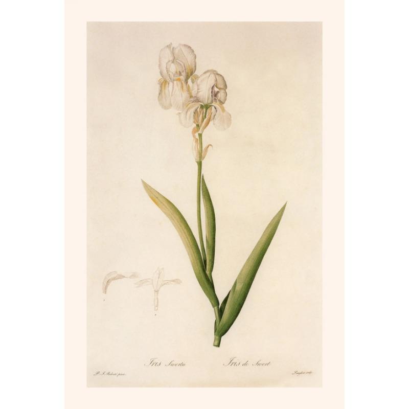 

Vintage Botanical Posters Canvas Painting And Prints Classic Wall Art Picture for Living R Room Office Home Decor Frameless Gift 21cm×30cm NoFrame