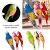 Oiseaux – Jouets pour oiseaux