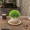 Home Homestay Ornaments: Mini Potted Green Plant for Office Conference Room Decor