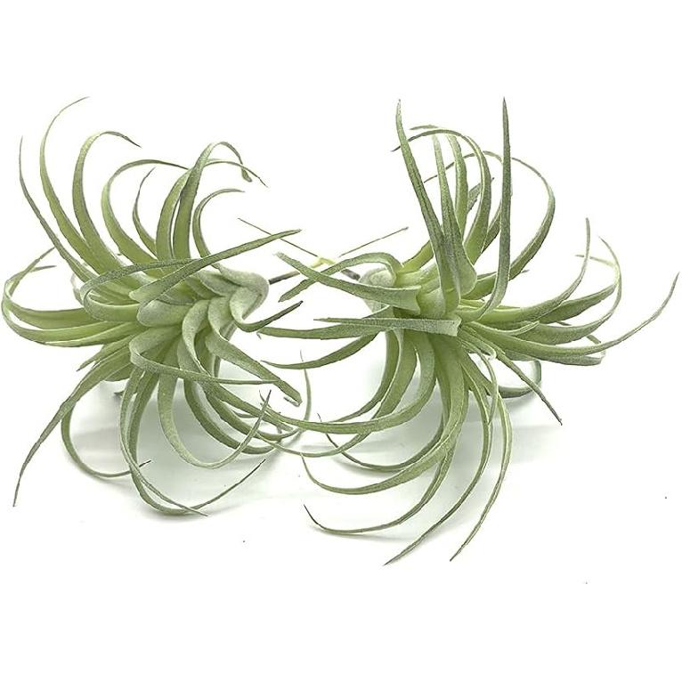 2 PCS Artificial Succulents Plants Unpotted Fake Flocking Tillandsia Air Plants Succulent Bromeliads Bouquet Arrangements Faux Plants DIY for Garden