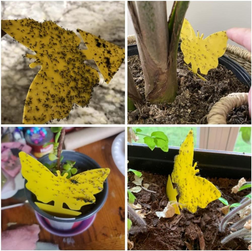 Insect Traps Protect The Plant Double Sided Gnat Traps Non-Toxic and Odorless Sticky Board Traps for Garden Plants Kitchen