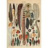 Arte Murale Classica Vintage Piante Fungo Fiore Medicinale Insetto Farfalla Verdura Zucca Carota Tela Poster ad Olio e Stampe