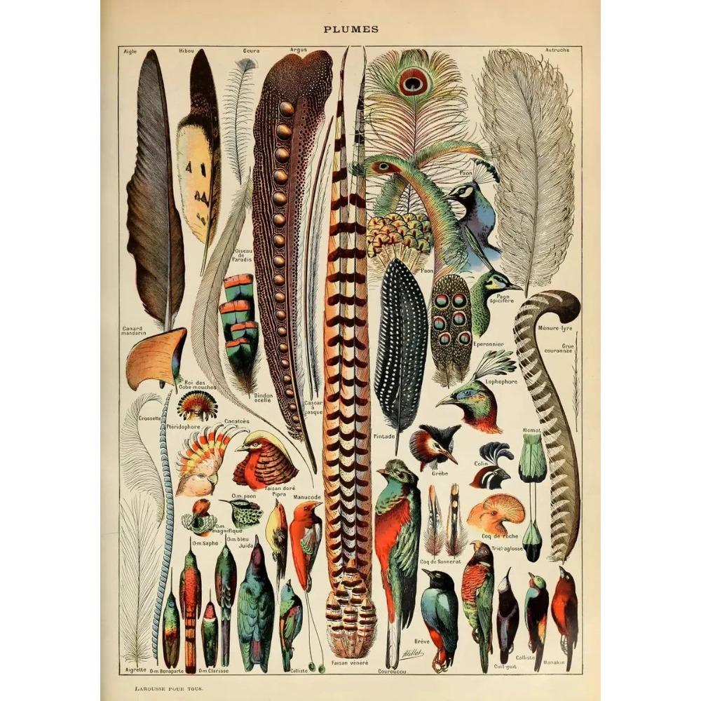 Arte Murale Classica Vintage Piante Fungo Fiore Medicinale Insetto Farfalla Verdura Zucca Carota Tela Poster ad Olio e Stampe