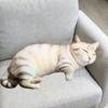 PP Cotton Filled Animal Body Pillow Plush Material Cat Keychain Animal Cushion Doll Toys  For Kids