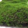 Artificial Green Moss for Wall Display and Bonsai Scenery