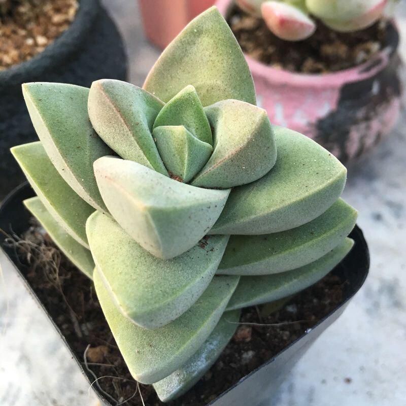 Jizhichuan Succulent Plant Set: Beginner-Friendly Indoor Greenery for Office or Home