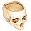Resin Crafts Human Tooth Skull Fossil Teaching Skeleton Model Halloween Home Office Flower Pot Planter Skull Pot Decoration