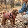 Veste d'hiver pour chien réglable à l'arrière, mode, réfléchissante, chaude, en polaire, manteau pour animal de compagnie, épaissie, coupe-vent, veste en coton pour chien, temps froid