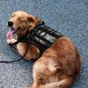 New tactical breast bag, pet going out for dog walking, leash, explosion-proof vest, dog vest, large dog chest back.