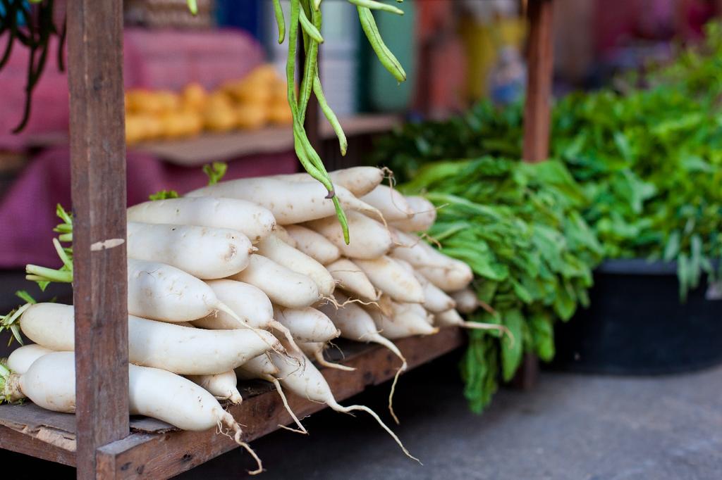 SAFLAX Dárková sada - Bio - Ředkev - Mooli Minowase - 100 semen - S dárkovou krabičkou, kartou, štítkem a substrátem - Raphanus sativus