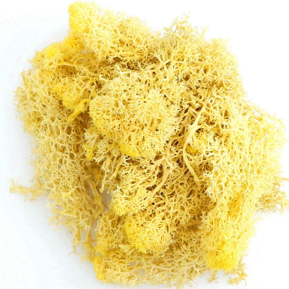 

Green Plants Mini Landscape Living Room Eternal Moss Garden Decoration Moss Artificial Plants жёлтый