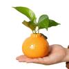 Ceramic Vase, Orange Vase For Home Decor,Decorative Vase Fruit Shape Vase Tabletop Decorative Vase Table Centerpieces Decoration