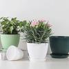 With Tray Succulent Plant Pot Plastic Bonsai Potted Flowerpot Green Dill Flowerpot  Home Decoration