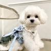 Japanese Style Three-in-One Outdoor Chest Harness Leash Bowknot Half Vest Style Dog Bichon Teddy Pet Cat Suitable