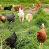 Chicken Pecking Toy Slow Feed Treat Dispenser Spring Foraging Feeder Ball With Ground Stake Poultry Enrichment Toy