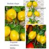 1PC Fake Fruits Simulation Fruit Lemon String Foam Hanging Decoration  DIY Decoration