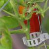 100 Stuks Premium PP Plantenklemmen voor Tomaten Komkommers Paprika's Meloenen Klimplanten Bloemen Tuinondersteuning Rechtopstaande Groei Geventileerd