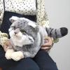 SunLemon Pallas's Cat, Small, 19 X 41 X 16 Cm, Plush Toy, Cute Animal, Cat, P-8422