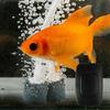 Fische & Meerestiere – Aquarienpflege