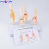 Canine Knee Joint Simulation Model 1:1 - Animal Skeleton Teaching Aid