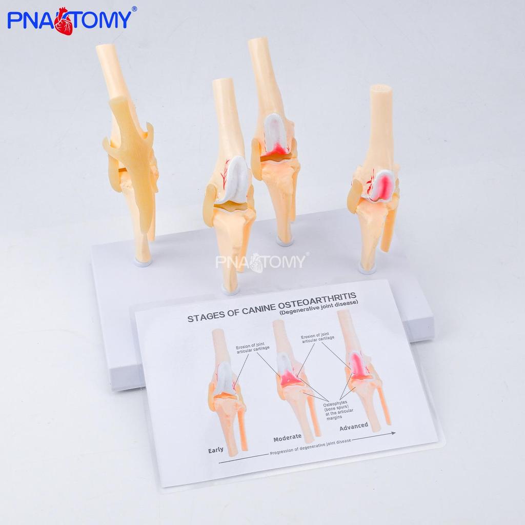 Canine Knee Joint Simulation Model 1:1 - Animal Skeleton Teaching Aid