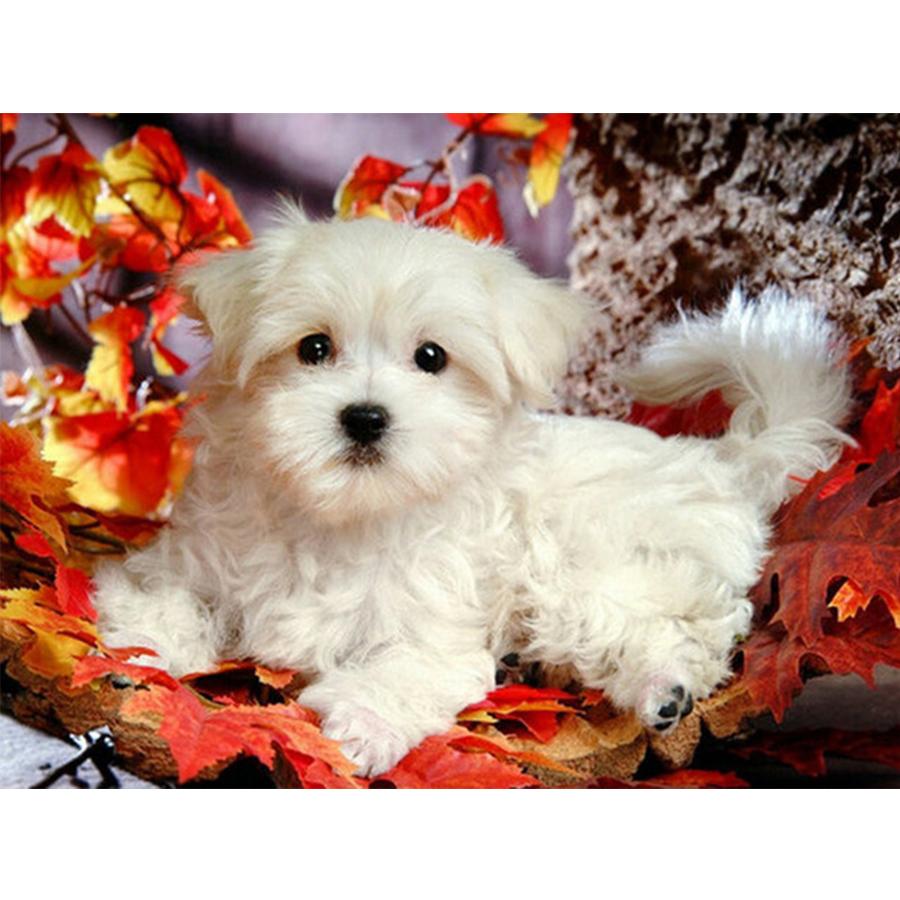 

5D DIY Набор для алмазной живописи Милая собака Фотографии Стразы Алмазная вышивка Пол Мозаика Животное Домашний декор Full Round 20x30cm