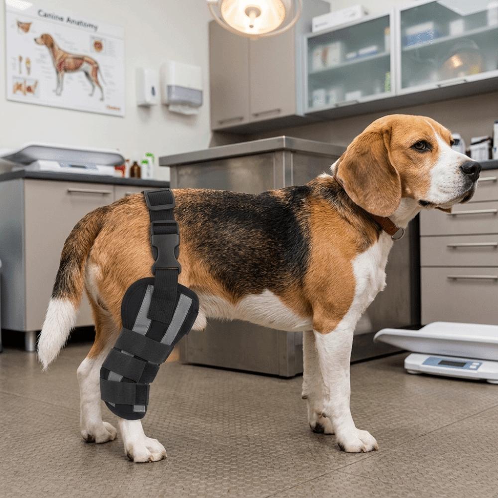 Hind Leg Support Dog Hind Leg Brace Joint Stabilizing Pet Recovery Brace  Daily Mobility Support
