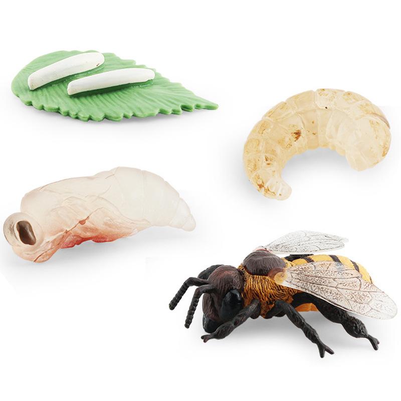 Simulation Mini Insect Set Grasshopper Bee Spider Growth Cycle Life Stage Cognitive Model Toy