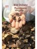 Yunnan Plateau Specialty: Wild Dried Shiitake Mushrooms