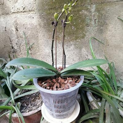 Orchideen-Blumentopf Transparentes Orchideen-Gefäß mit Drainagelöchern Erhöhter Boden Atmungsaktiver Geschlitzter Pflanztopf zum Umtopfen Innen- und Außenbereich