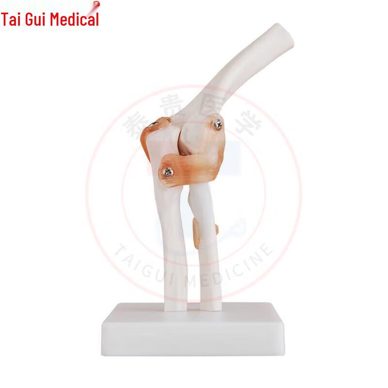 TAIGUI MEDICINE Human Elbow Joint Model