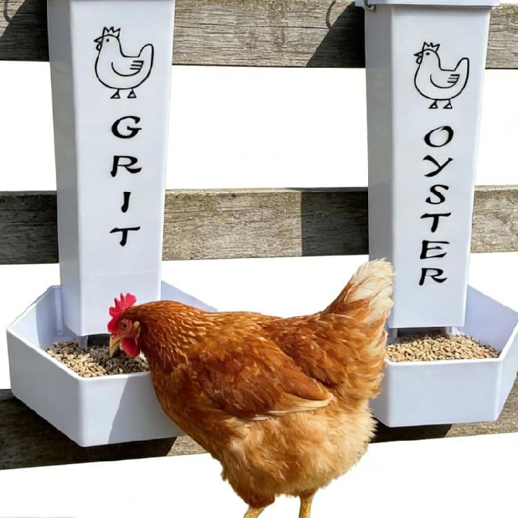 Chicken Coops Accessory Oysters Shell And Grits Feeders Practical Poultry Feeders for Efficient Poultry Nutritions