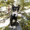 Adjustable Black White Bow Tie Collar for Small Dogs Cats Machine Washable Pet Formal Neckwear