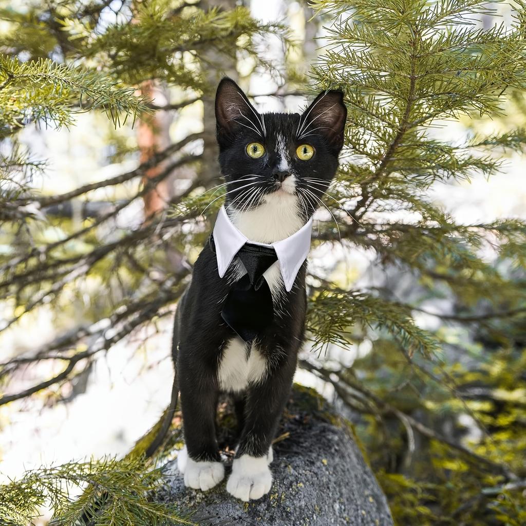 Adjustable Black White Bow Tie Collar for Small Dogs Cats Machine Washable Pet Formal Neckwear