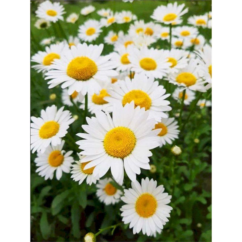 

Алмазная вышивка 5D Дейзи Алмазная картина Цветочная картина Мозаичная вышивка Картинки Произведение искусства Full Round 20x30CM