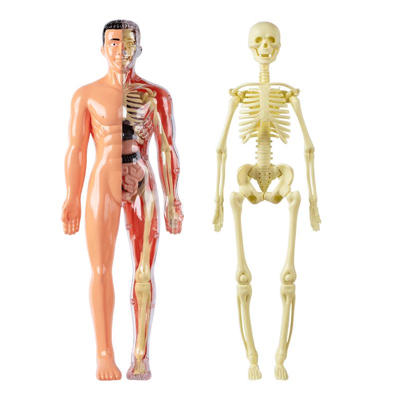 3D Human Skeleton Model Kit for Children's Educational Anatomy and Medical Teaching