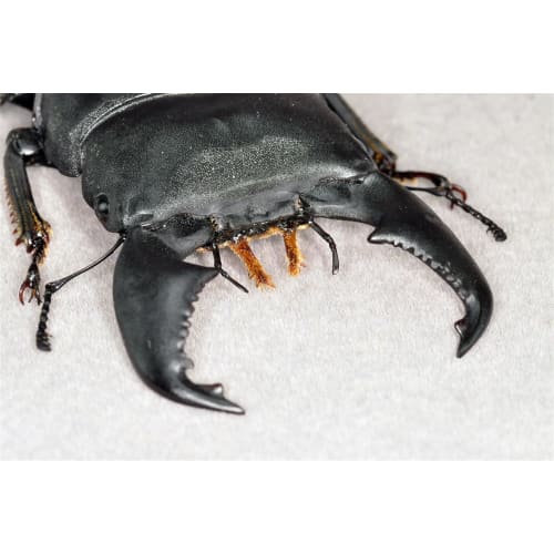 BACALYSO | Nirvana 1/1 Scale Stag Beetle Figure, Magnetic Refrigerator Ornament, Realistic Adult Illustrated Wild Insect Beetle, Summer, Resin, Adult-