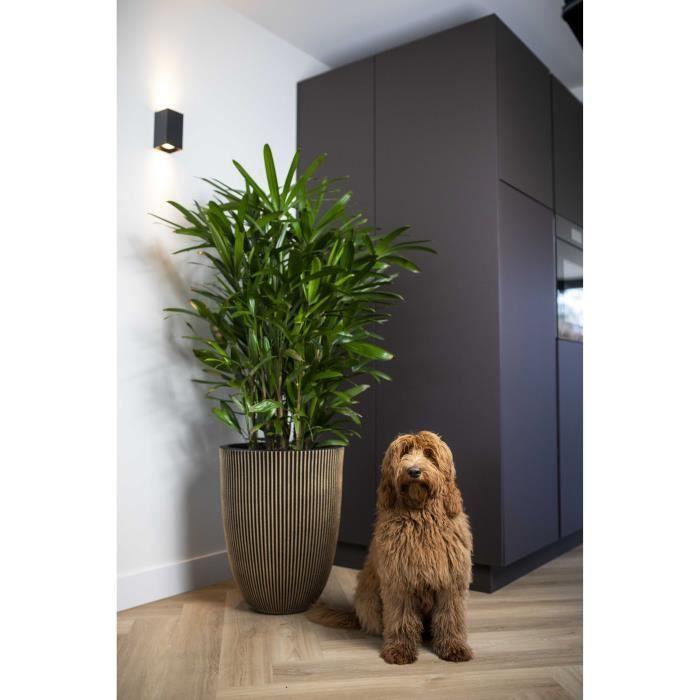 CAPI EUROPE Elegant Vase GROOVE - 34x46 Cm - Black and Gold - Weatherproof