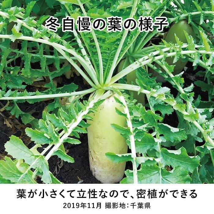 Sakata Seed 'Fuyujiman' Semena zimní bílé ředkve, Prémiová japonská zelenina pro lahodné podzimní/zimní sklizně