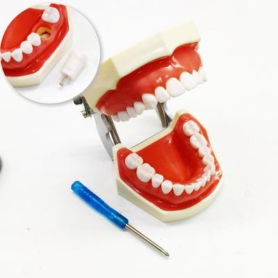 1 Satz Dental Typodont Modell Demonstration mit abnehmbarem Zahn Dental Modell Zahnfleisch Zähne Lehrmodell Standard Zähne Modell Zahnarzt Geschenk