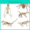 Realistic Halloween Human Skeleton And Animal Props For Spooky Party Decor