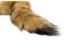 Adult Erotic Toys: Female Masturbation Devices with Fox Tail and Dog Tail Anal Plugs