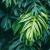 Green Leaves 3D Wallpaper For Kitchen Living Room Restaurant Background Decoration Mural