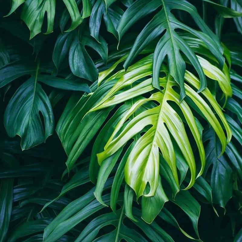 Green Leaves 3D Wallpaper For Kitchen Living Room Restaurant Background Decoration Mural