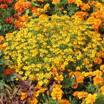 Marigold Tagetes Lulu Seeds 0.5g Flowers for the Garden