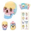 4d Human Skull Model Detachable Specimen Cranium Model Educational Toy