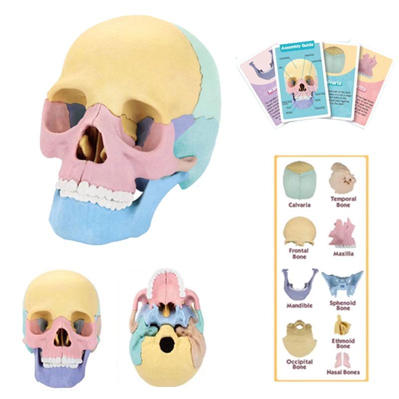 4d Human Skull Model Detachable Specimen Cranium Model Educational Toy