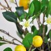 Artificial Lemon Branches 2pcs for Home Kitchen and Dining Table Decoration Flexible Lifelike Yellow Lemons Plastic Stems